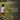 Reactive Agility Coach